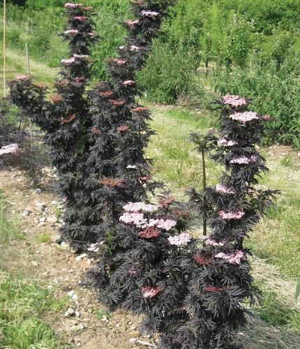 laced-up-elderberry.jpg