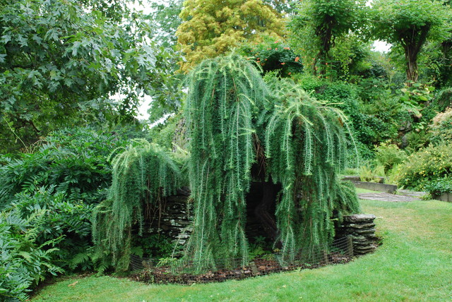 European Weeping Larch at Pine Lane Nursery