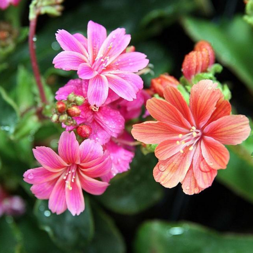 lewisia.jpg