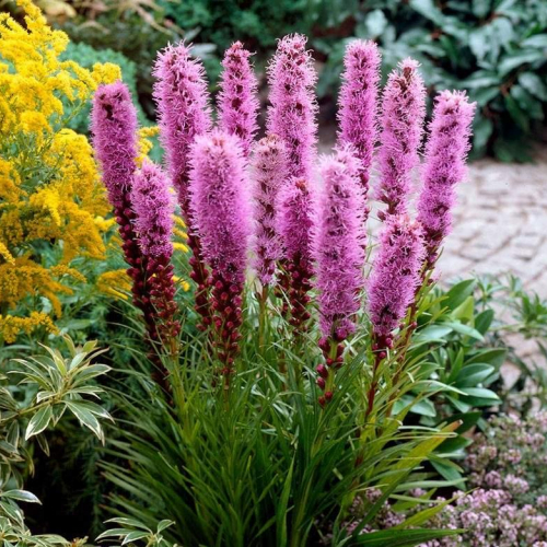 liatris_floristan_violet.jpg