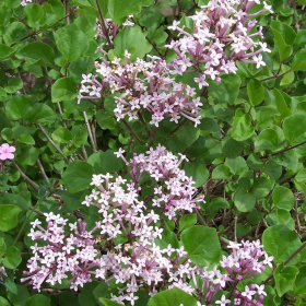Lilac/ Dwarf Korean