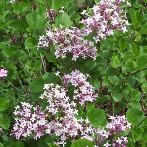 lilac-dwarf-korean_0.jpg
