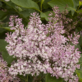 Lilac/ Miss Kim