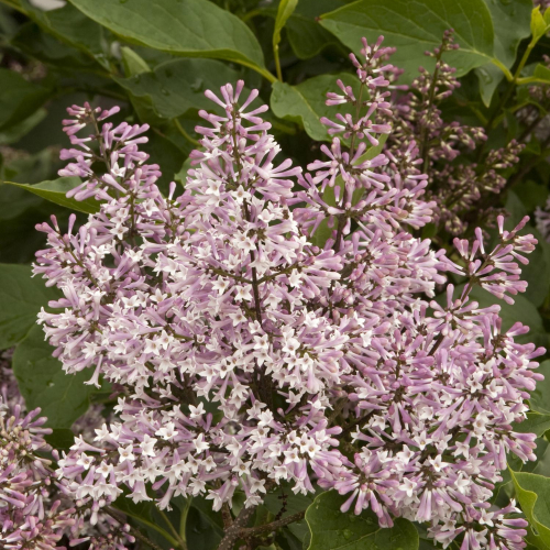 lilac-miss-kim.jpg