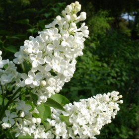 Lilac/ Common White