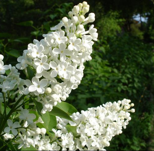 lilaccommonwhite_lg.jpg