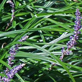 Lilyturf