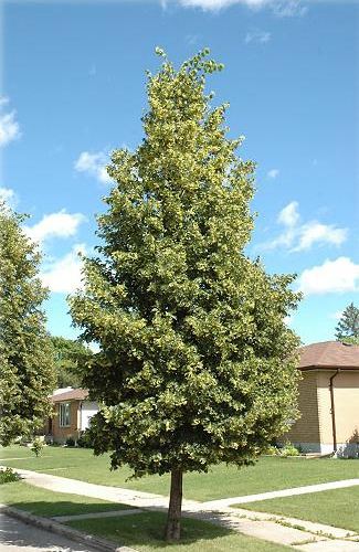 lindengreenspire_lg.jpg