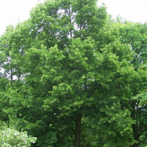 lindenredmond_lg.jpg