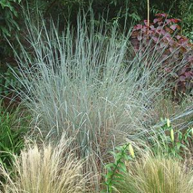 Little Bluestem