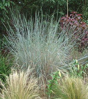 littlebluestemgrass_lg.jpg