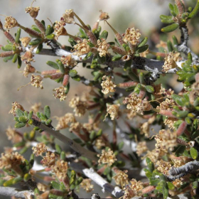 Mahogany/ Littleleaf Mountain