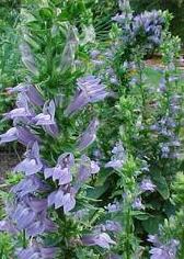 lobelia-great-blue.jpg