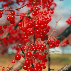 Crabapple/ Red Jewel