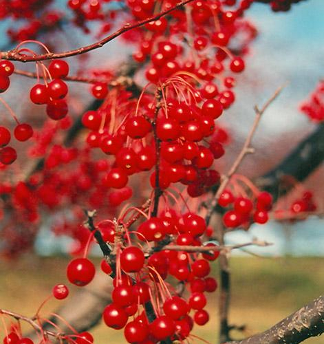 malus-red-jewel.jpg