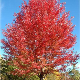 Maple/ Autumn Blaze