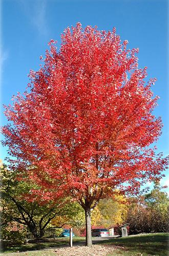 mapleautumnblaze_lg.jpg