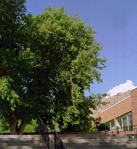 mapleboxelder_lg.jpg