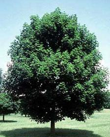 Maple/ Emerald Queen