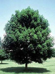 mapleemeraldqueen_lg.jpg