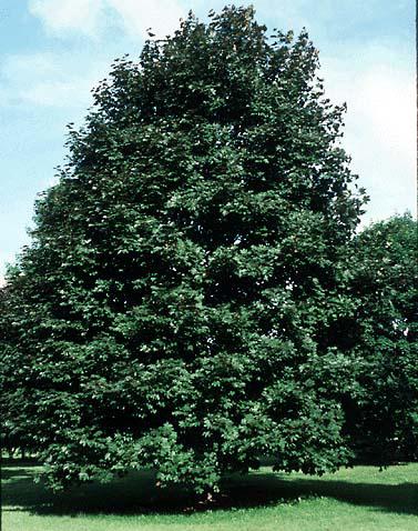 maplefairview_lg.jpg