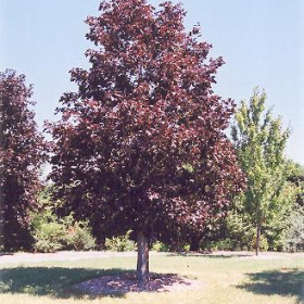 Maple/ Royal Red
