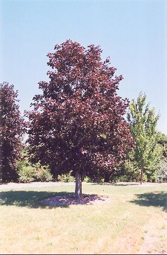 mapleroyalred_lg.jpg