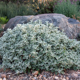 Silverheels Horehound