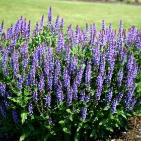 Salvia/ Blue