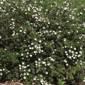 Potentilla/ McKays White