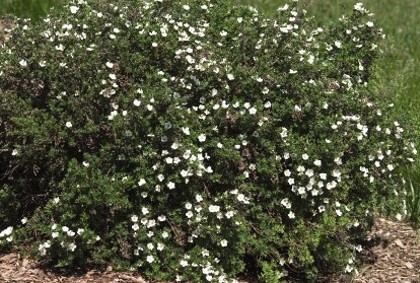mckayswhitepotentilla_lg.jpg