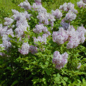 Lilac/ Miss Kim