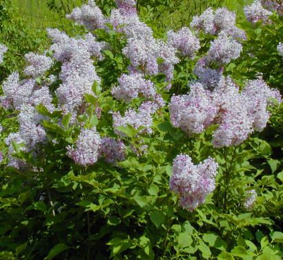 misskimlilac_lg.jpg