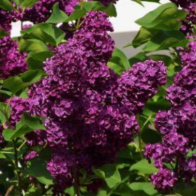Lilac/ Monge