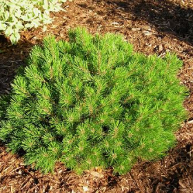 Pine/ Mops Mugo