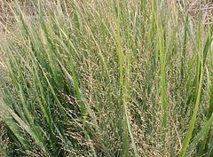 Switch Grass/ Northwind