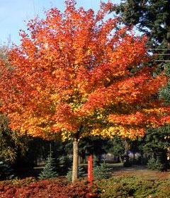 Maple/ Norwegian Sunset