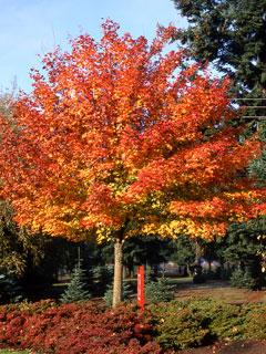 norwegian-sunset-maple.jpg