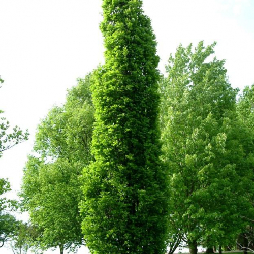 oak-kindred-spirit.jpg