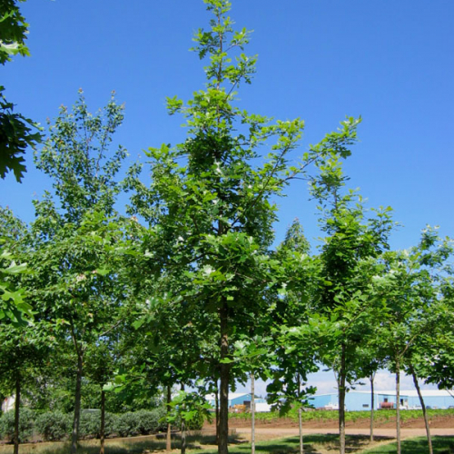 oak-urban-pinnacle