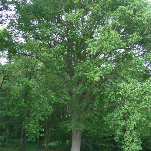 oakenglish_lg.jpg