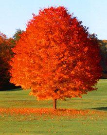 october-glory_0.jpg
