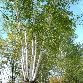 Birch/ Paper