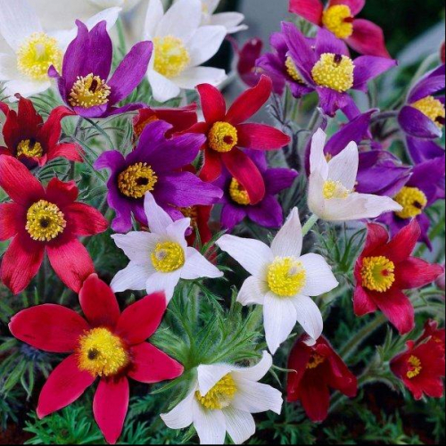 pasque-flower-pulsatilla-vulgaris-mix_0-600x600-1.jpg