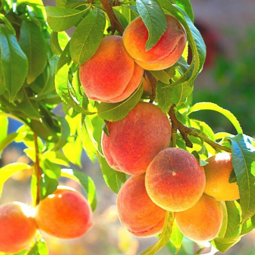 peach-contender-website.jpg