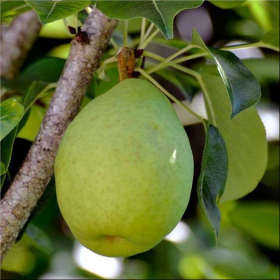 Pear/ Bartlett
