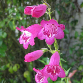 Penstemon