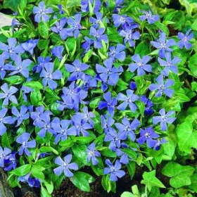 Periwinkle