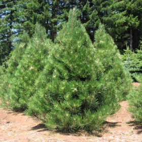 Pine/ Austrian