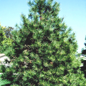 Pine/ Ponderosa